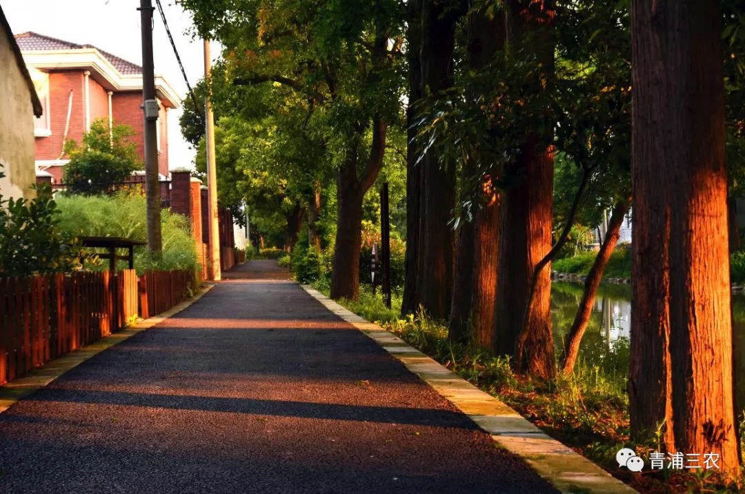 张马村张马江▼张马村(莫家村1组)乡间小路