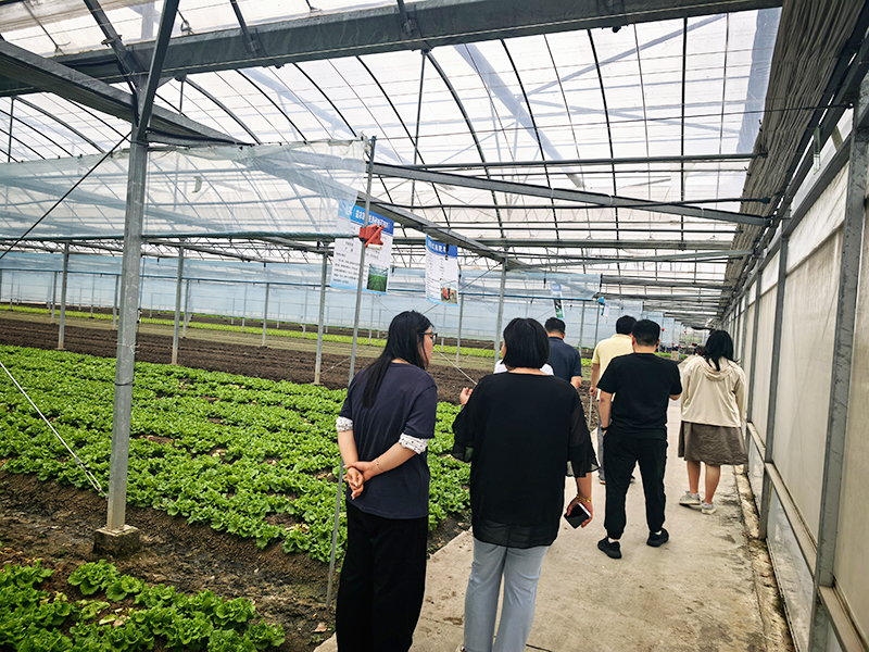 查看生菜种植大棚.jpg