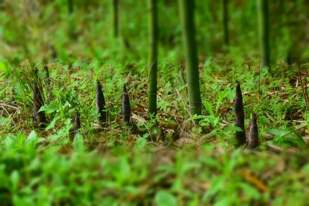 春天里,一起去重固美丽乡村赏美景,挖竹笋,品春笋