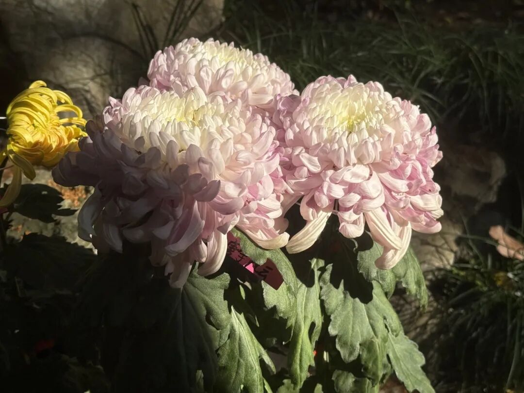 1118_094602_933.jpg 1118_094602_933.jpg