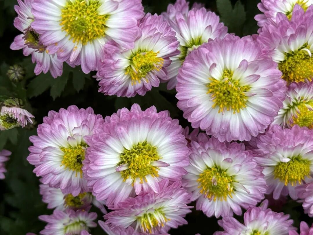 1118_094640_415.jpg 1118_094640_415.jpg