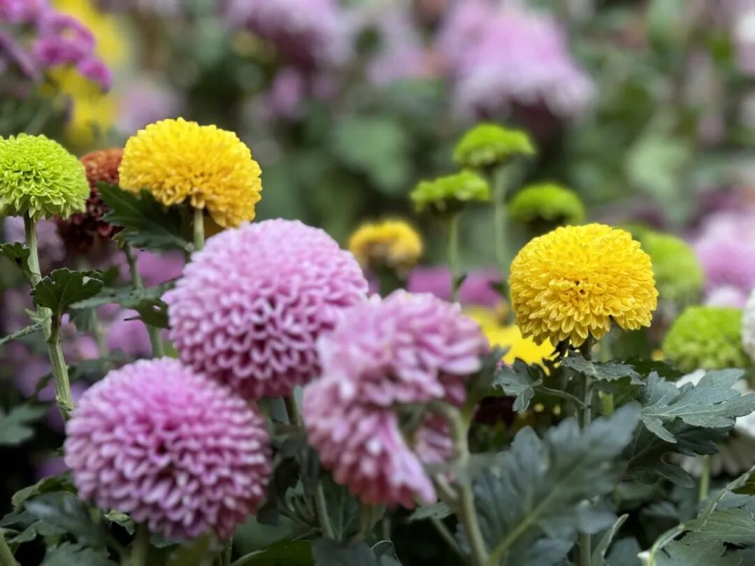 1118_094723_957.jpg 1118_094723_957.jpg