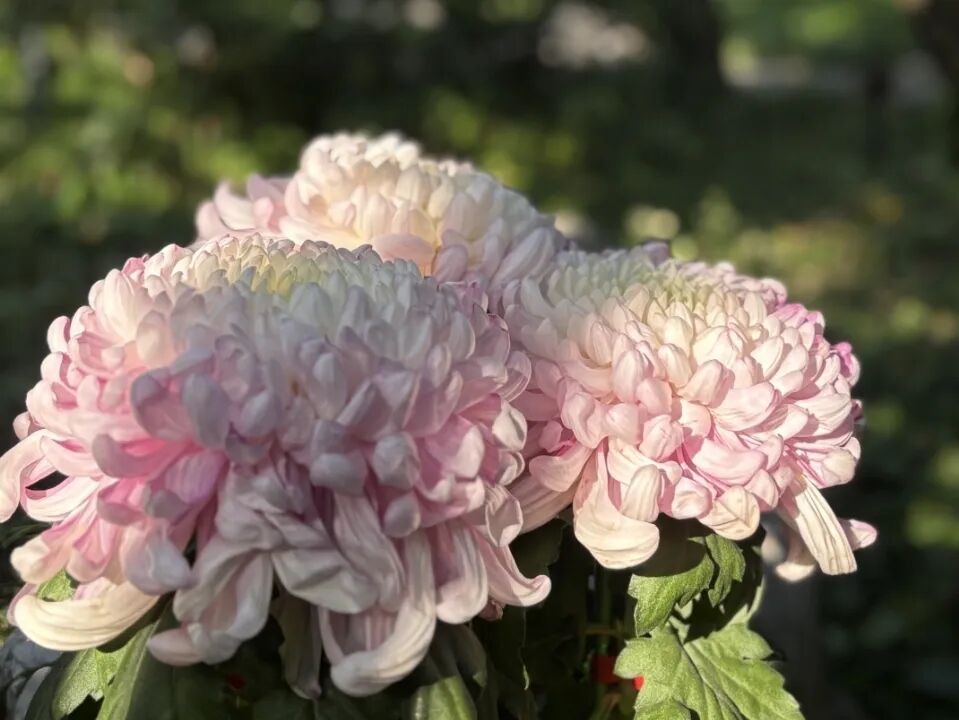 1118_095044_590.jpg 1118_095044_590.jpg