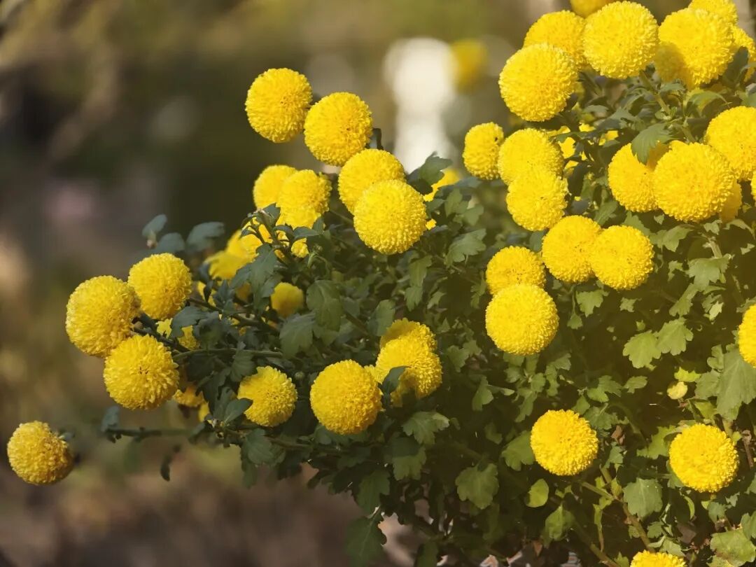 1118_095227_108.jpg 1118_095227_108.jpg