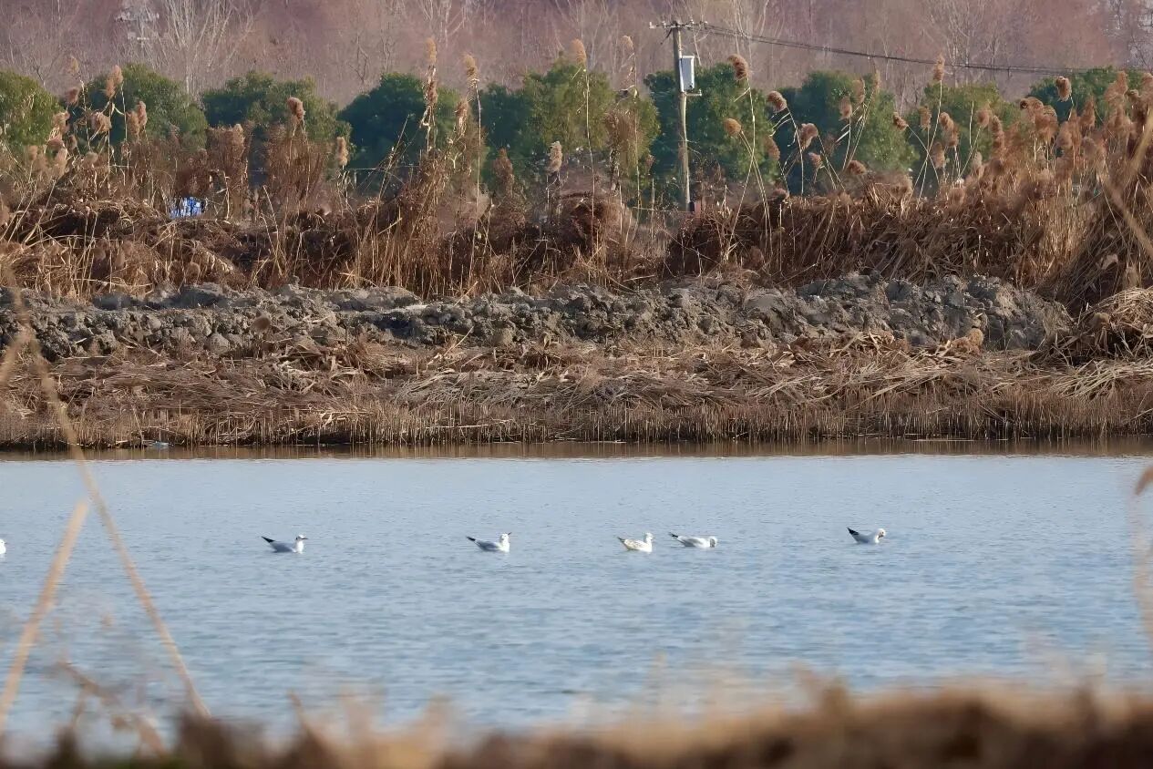 江南水乡，走进青浦湿地，聆听生命回响