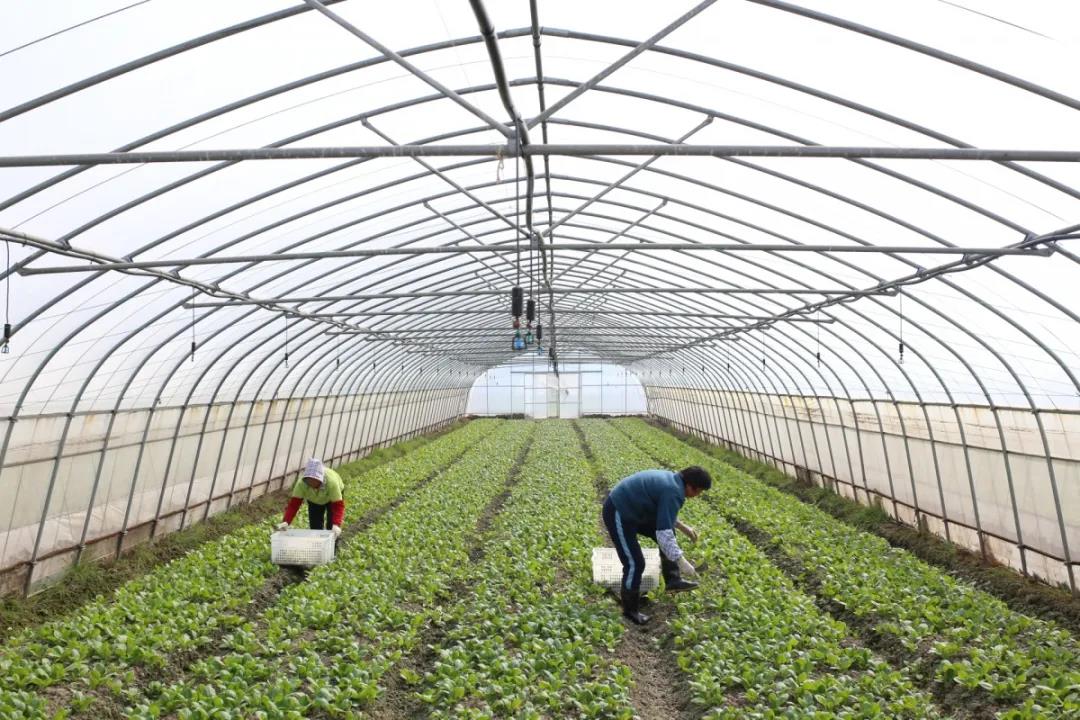 绿叶菜种植 0313_092606_473.jpg