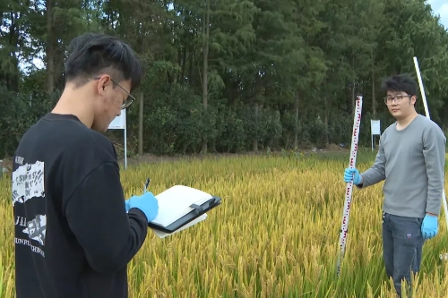 上海交大师生种的稻田有啥不一样？青浦这个科技小院让再生农业“落地生金”