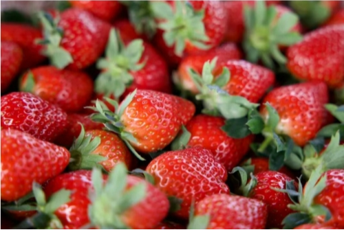 草莓脑袋狂喜！白鹤草莓文化节攻略出炉，逛吃采摘，甜到上头！