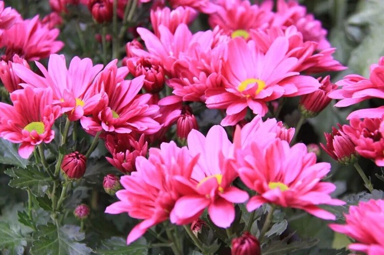 农文旅商体展资讯:青浦区2025年11月活动速览 农文旅商体展资讯:青浦区2025年11月活动速览