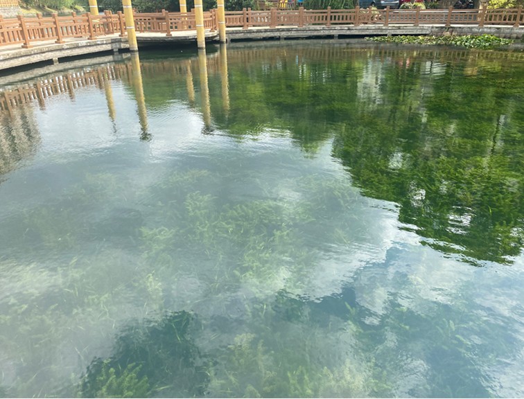 一条路、一间屋、一条河……青浦这样把代表委员“金点子”变成群众“幸福感”丨喜迎两会