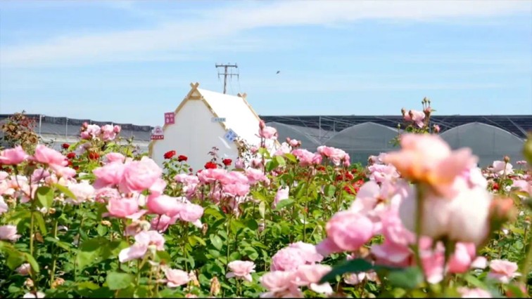 喜迎两会丨高质量发展如何“落地”？解码青浦建议提案办理的优秀答案