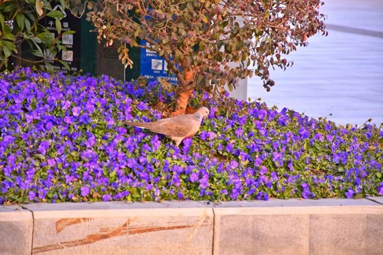 2026逛青浦环城水系公园指南 2026逛青浦环城水系公园指南