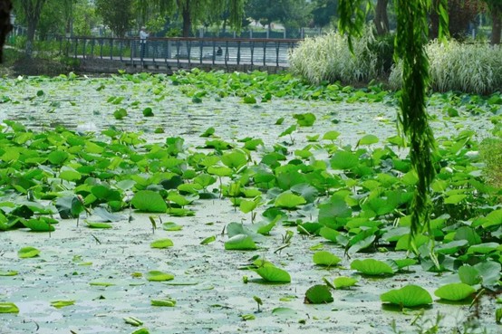 2026逛青浦环城水系公园指南 2026逛青浦环城水系公园指南