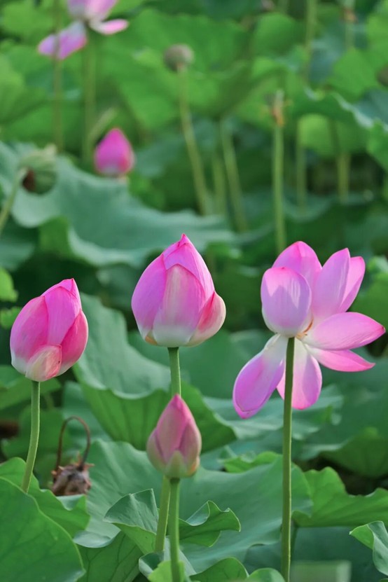 2026逛青浦环城水系公园指南 2026逛青浦环城水系公园指南