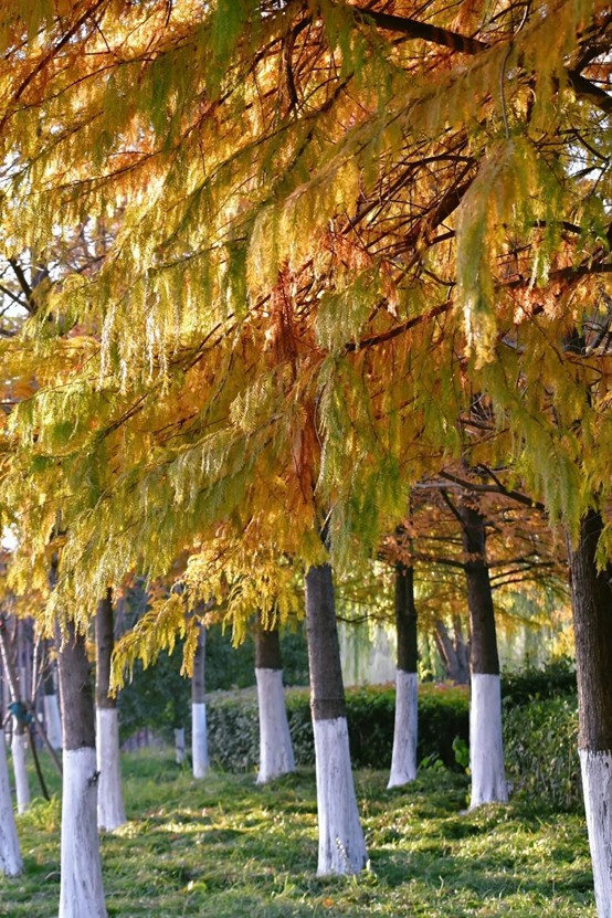 2026逛青浦环城水系公园指南 2026逛青浦环城水系公园指南