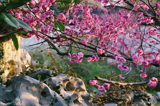 2026逛青浦环城水系公园指南 2026逛青浦环城水系公园指南