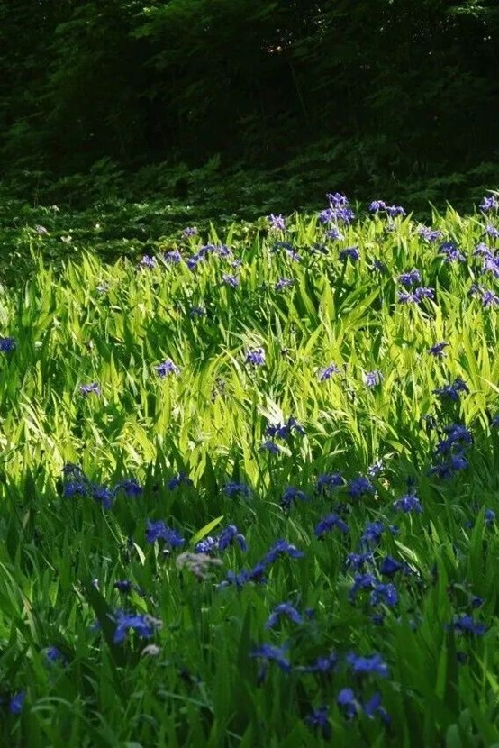 2026逛青浦环城水系公园指南 2026逛青浦环城水系公园指南