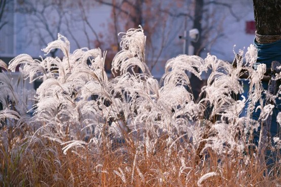 2026逛青浦环城水系公园指南 2026逛青浦环城水系公园指南