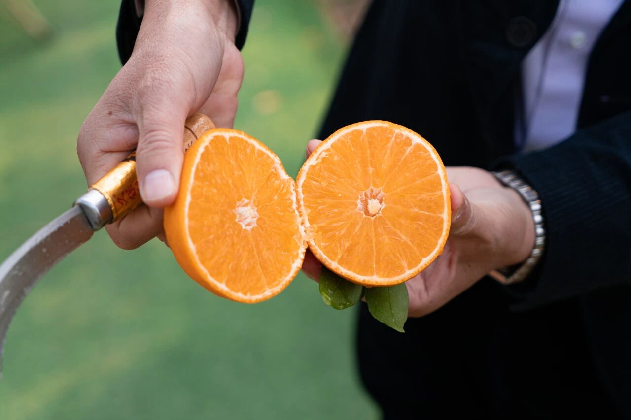 甜！青浦区香花桥街道香花桥“红美人”柑橘开启采摘啦