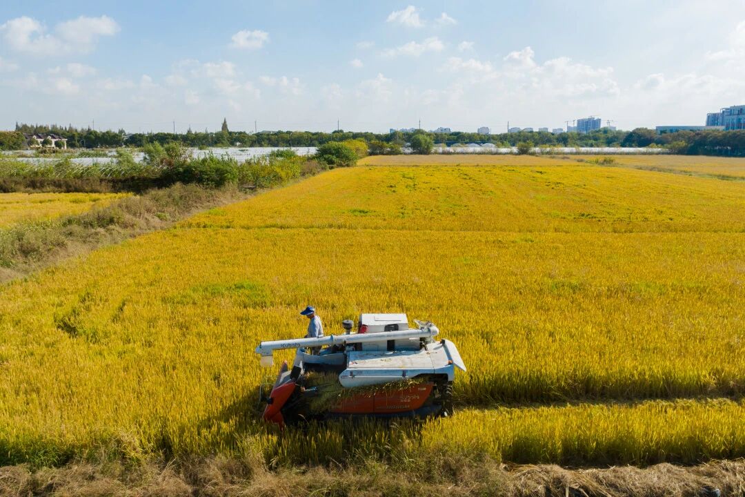 【六业融合】青浦区香花桥街道农业发展渐入佳境，产销旺势助推乡村振兴