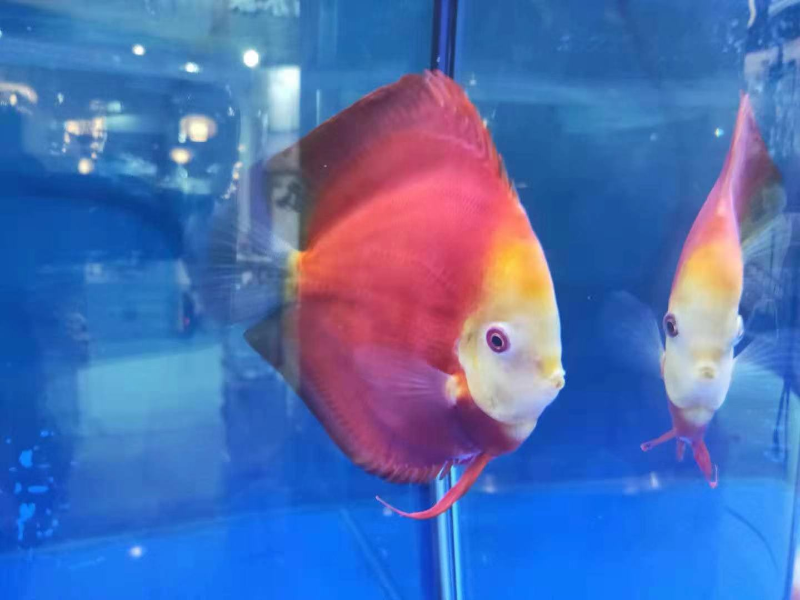 各种各样的七彩神仙鱼 (3).jpg