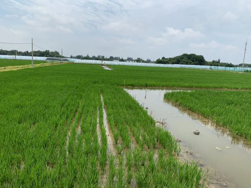 水稻田里套 "龙虾",实现高效养殖