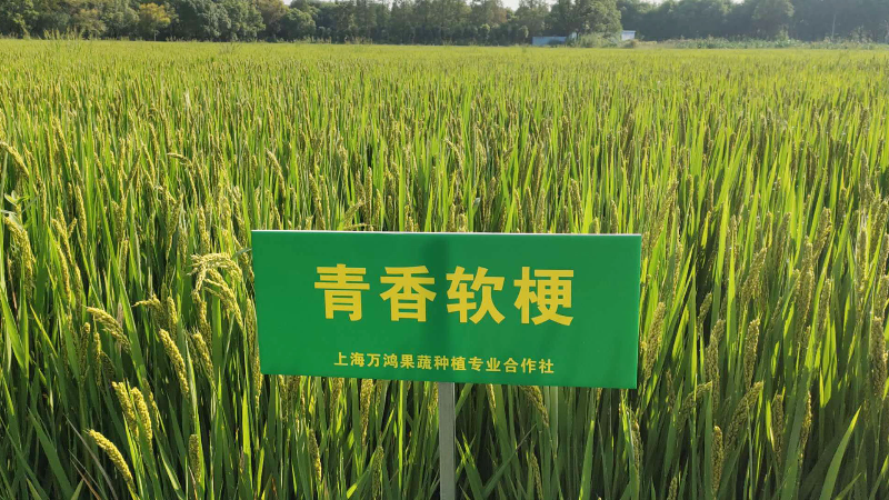 微信图片_20200413091511.jpg