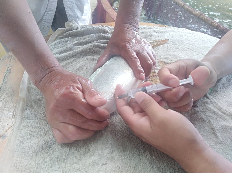 0612_084848_234.jpg 人工催产.jpg