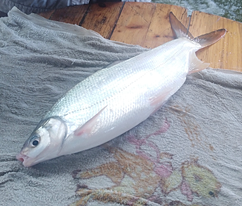 0612_084936_939.jpg 亲本.jpg