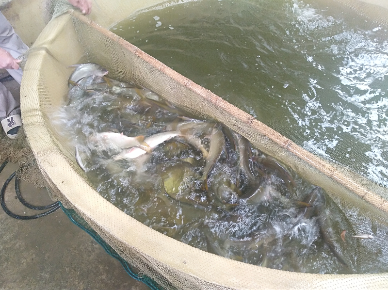 0612_085017_532.jpg 亲本挑选.jpg