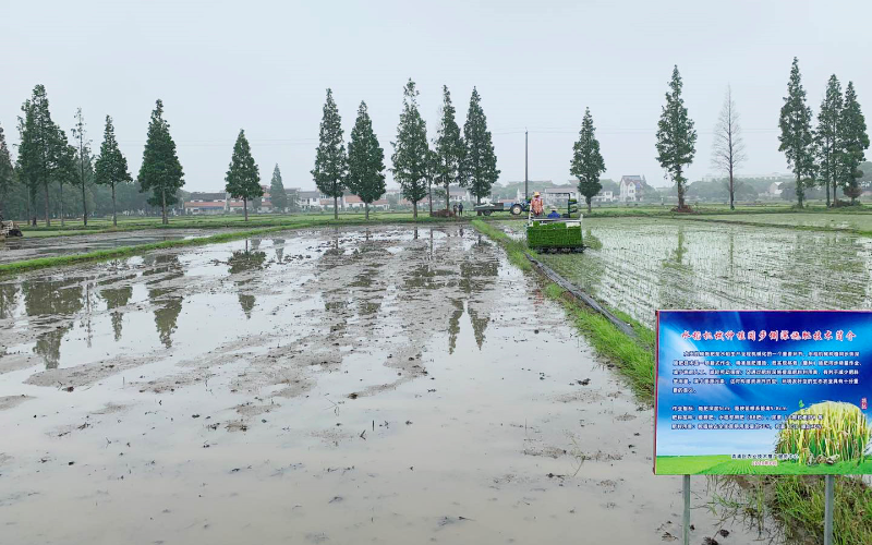 试验田秧苗移栽.jpg