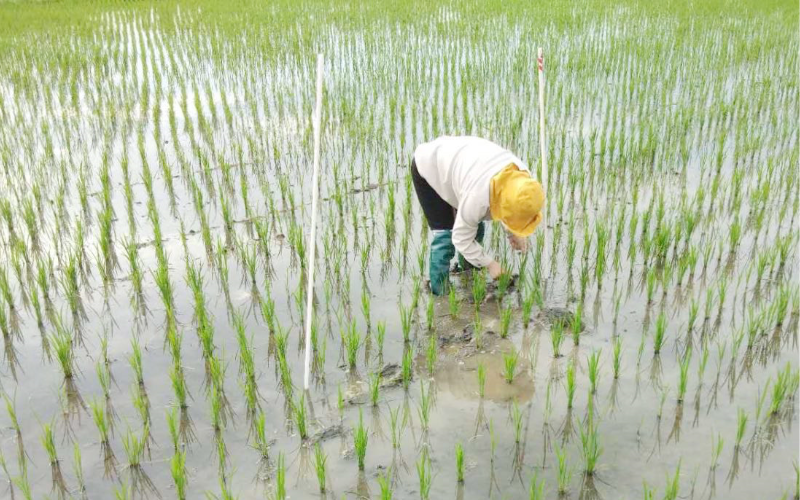 苗情定点考察.jpg