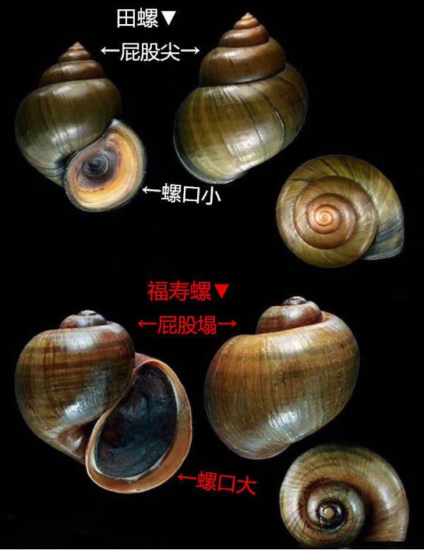 福寿螺和田螺的区别.jpg