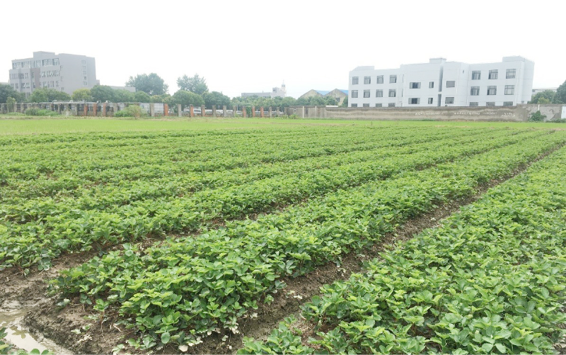 【工作动态】青浦区农技中心开展草莓繁苗技术指导