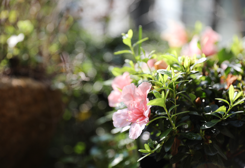 小院花草 (6).jpg