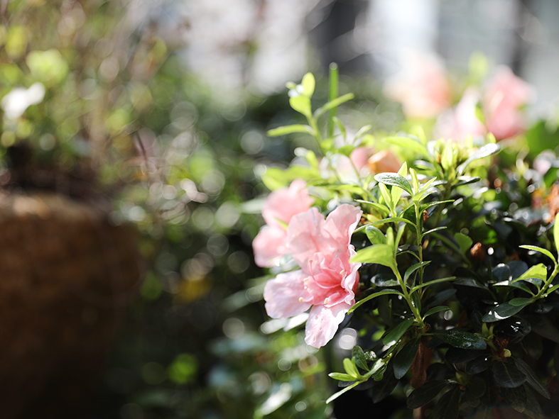 小院花草 (6).jpg