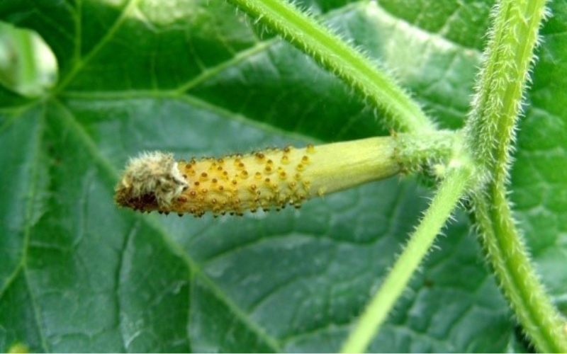 【农技要点】科学合理做好春黄瓜病害防治,确保稳产高产