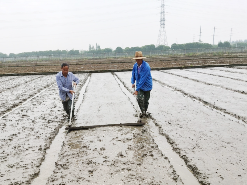 秧田平整.jpg