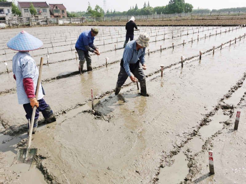 水稻育种材料播种.jpg