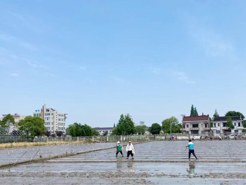 水稻试验材料播种.jpg