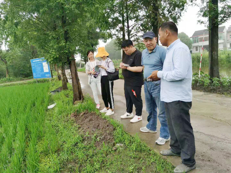 实地走访优质稻示范点.jpg