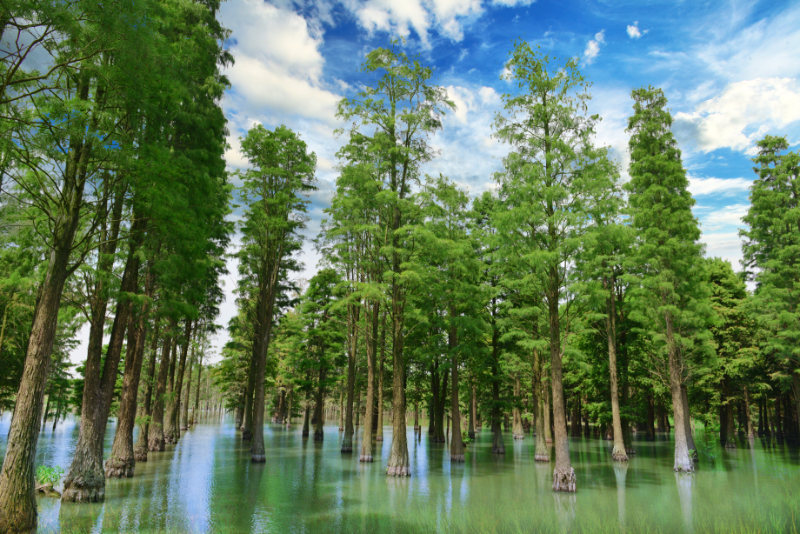 莲湖水上森林.jpg