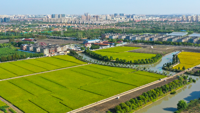 2020年度上海市美丽乡村示范村——徐泾镇金云村