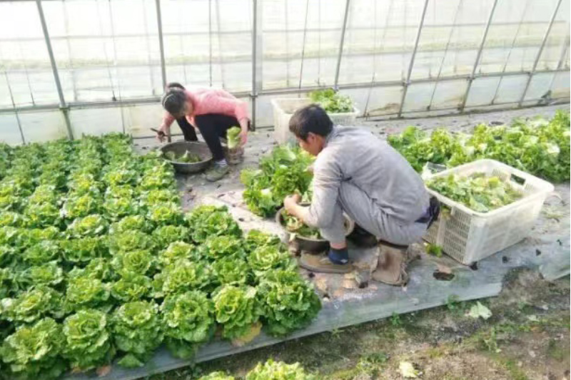 重固新丰村设施菜田建设项目.jpg