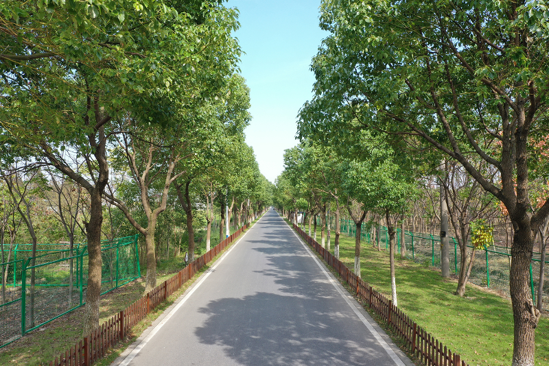 太平村村庄道路.jpg