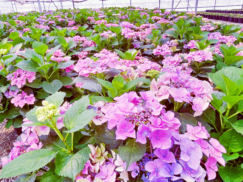 泾花村花卉产业.jpg
