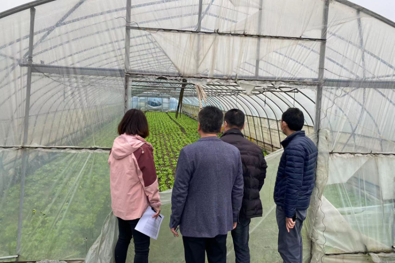 检查小组查看种植大棚.jpg