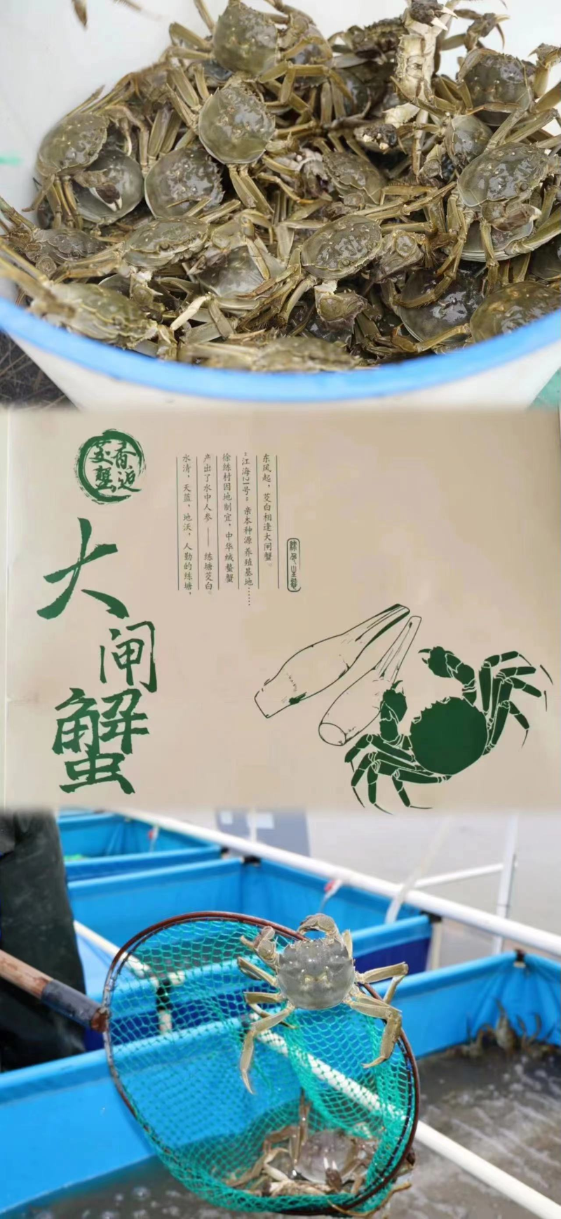 本区水产专业合作社河蟹养殖相关实景图.jpg