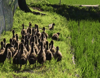 1119_094739_331.gif