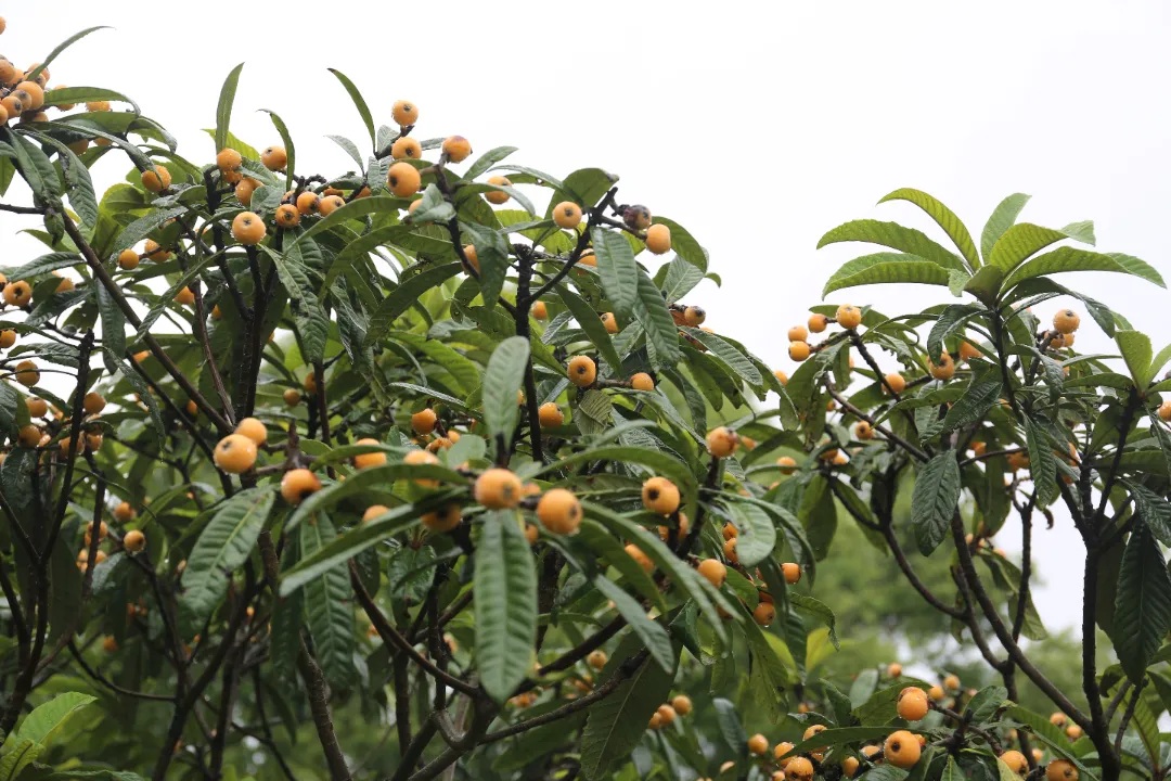 Taste the ‘first fruit of summer’ at Xiayang Loquat Festival